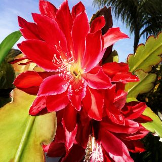 flower bloom oil painting class orange county